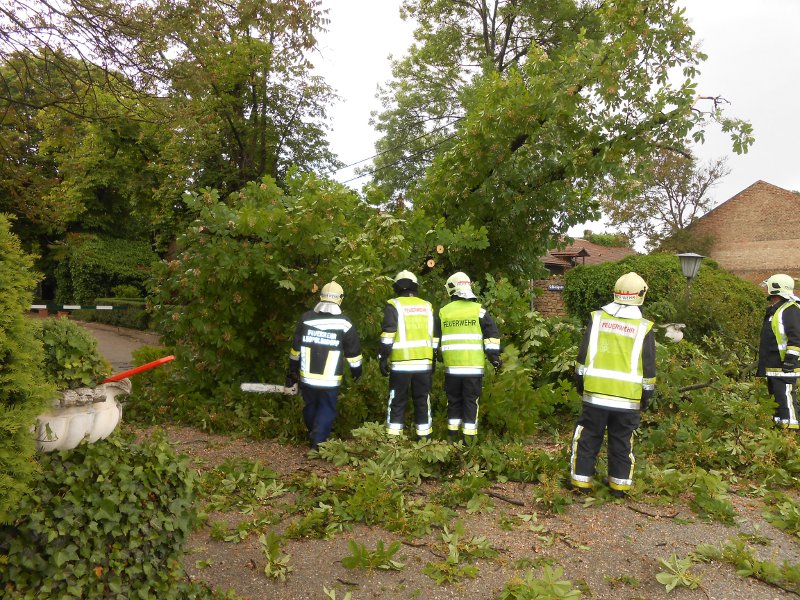 15.05.2014 – Baum über Schlossgasse